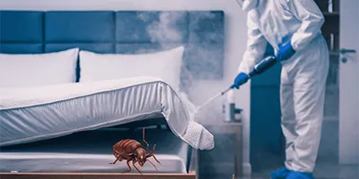 Bedbug
