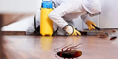 Cockroach