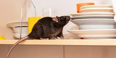 Mice