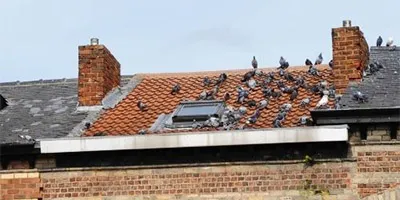 Feral Pigeons