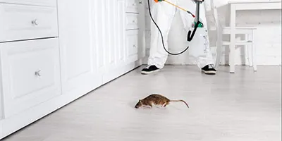 Rats