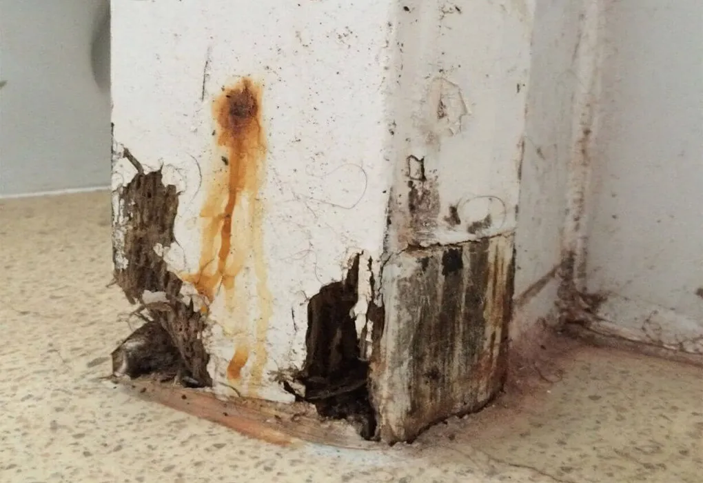 mu-services-dry-wet-rot-l